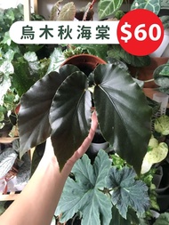 自家繁殖秋海棠系列 -- Begonia Scapigera ｜Begonia Amelia ｜Begonia Dietrichiana｜奶油塔塔秋海棠｜棱鏡秋海棠｜點地梅秋海棠