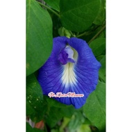 BUNGA KACANG TELANG(BUTTERFLY PEA) ANAK POKOK