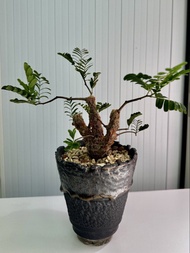沙漠蘇木