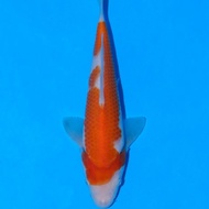 Ikan Koi Import Kohaku (Sertifikat Torazo)