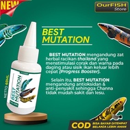ATW7 Obat Mutasi Ikan Channa MUTATION Vitamin Ikan Channa Maru Barca