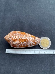 Brocade taro Sea Conch shell Cone conch เปลือกกะลา hua ping