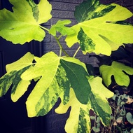 1 ต้น มะเดื่อฝรั่ง Figs Tree สูงขนาด 30 ซม เสียบยอด 6 เดือนพร้อมให้ผล