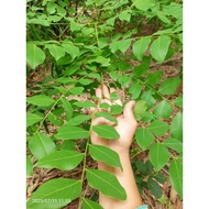 Fresh Leaves Tea Send As With Branches Has Anorexia