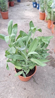 Pokok Sage pokok hidup