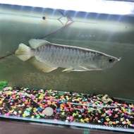 Arwana Golden Red/albino /30cm , ikan arwana besar