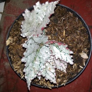 ragam jenis tanaman hias tanaman gantung bunga begonia rex escargot - begonia silver