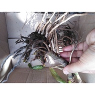 (21) Aglaonema/Caladium/Kalipay BULBS Uprooted Live Plants