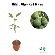 Bibit Alpukat Hass Okulasi Cepat Berbuah / Bibit Tanaman Alpukat Hass