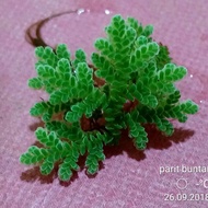 Benih azolla microphylla MsY