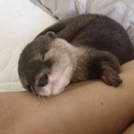 Otter Baby / Otter ~Ori