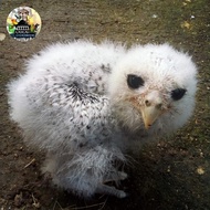 burung hantu bubo sumatranus anakan