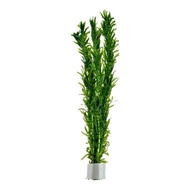 Aquarium Aqua Plants- Egeria Densa Unpotted (1 bunch )