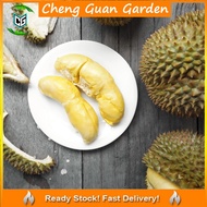 Anak Pokok Durian Chanee Kani D123 Pokok Stabil Cepat Berbuah Import Dari Thailand
