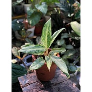 Sindo - Aglaonema Kendro Variegated Live Plant QCJZMTOJGY