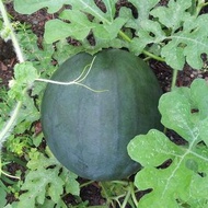 เมล็ดพันธุ์ แตงโม ชูก้าเบบี้ (Sugarbaby Watermelon Seed) บรรจุ 30 เมล็ด คุณภาพดี ราคาถูก ของแท้ 100%