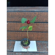 Anak Pokok Rozel/ Roselle