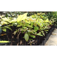 READY STOCK - ANAK POKOK AVOCADO MENTEGA