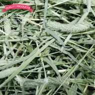 (READY STOCK) Penang TIMOTHY HAY 500g / 1kg Rabbit / Guinea pig Jerami Timothy