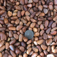 Open Thin Shell Big Pine Nuts/Parrot Nuts/Parrot Snacks