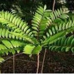 1 kg of Honey Tree branches and leaves (Fresh) - Cypress Tree