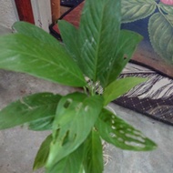 ANAK POKOK PEACE LILY(SEPOKOK)