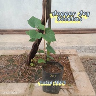 Anak Pokok Stabil ANGGUR JOY (TABLE GRAPE)