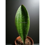 Sansevieria Masoniana (Whale Fin) Live Plant