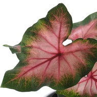 Caladium Bicolor in Ceramic Pot