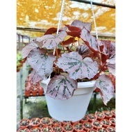 Painted-Leaf Begonia Live Plant - Fresh Gardening Indoor Plant Outdoor Plant