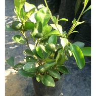 ANOR - Anak Pokok Limau Kasturi/ Calamansi Plant Sapling