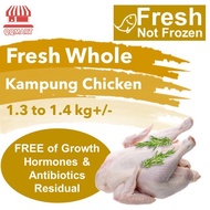 QQMart Fresh Chicken (Not Frozen) - Direct from Local Singapore Slaughterhouse
