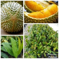 Anak pokok durian Musang king cepat berbuah