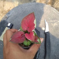 Tanaman Hias Caladium Dwi Warna Ukuran Bibit New Stok