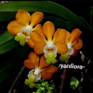 Anggrek Dendrobium orange