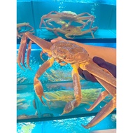 Live snow crab