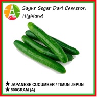 JAPANASE CUCUMBER / TIMUN JEPUN (500GRAM) SAYUR SEGAR DARI CAMERON HIGHLAND - FRESH FROM FARM - READ