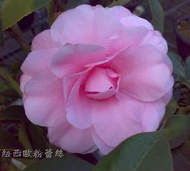 【盛宏茶花】茶花品種︱A嫁接茶花盆栽︱紐西歐粉蕾絲A076