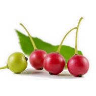 Kerson Fruit Seeds Mansanitas ( Approx 100 seeds )