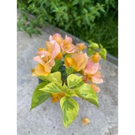 Bunga Kertas ID Abraham Kavoor