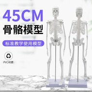 Human Skeleton Specimen Model Human Body Skeleton Model 45CM Joint Movable Teaching with Bracket Ske