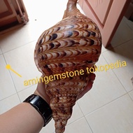 Cangkang keong jumbo atau kerang triton