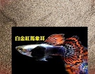 【洋安水族】孔雀魚飼料 天空藍 全紅白子 黑木炭 莫斯科藍 象耳 大耳 單品系孔雀魚 飼料