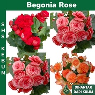 Pokok Begonia Rose Pokok Bunga Indoor Pokok Hidup Live Plant SHS Kebun