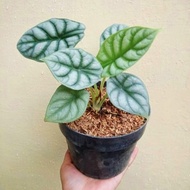 tanaman hias alocasia dragon - Alocasia dragon silver