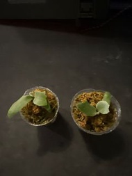 侏儒鹿角蕨孢子苗 Nano