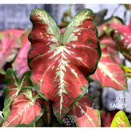 JUST SAUCY Keladi Caladium USA Thai Thailand ANYA ANYA