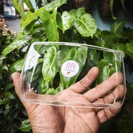 Honda Astrea prima star ex Malaysia front reflector lamp glass mica, clear, full thickness, 2 times 