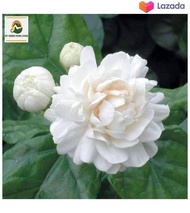 Melur Ros/Melur Rose/Melur Susun/Anak Pokok Bunga Wangi - Fragrant and Exquisite Melur Rose Flowerin