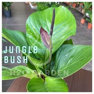 H2O - Anthurium Jungle Bush P160 绿聚宝 Indoor Plant Live Plant